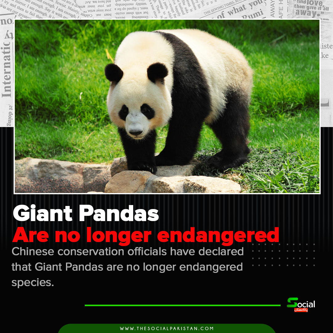 Giant Pandas are no longer endangered according to the Chinese conservation officials.