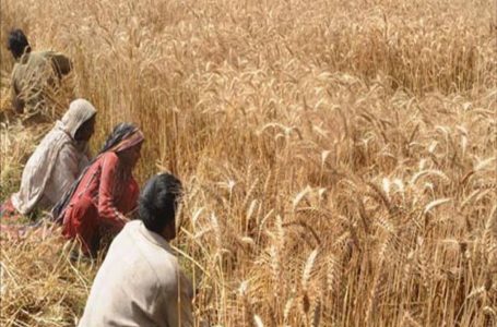 پاکستان کے لیے اچھی خبر :اس بار گندم کی پیداوار خوب ہوگی